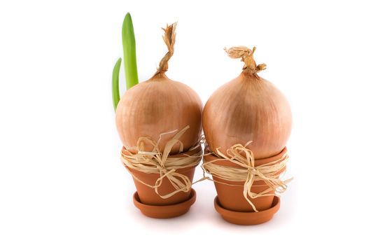 Onions in  flowerpot with new green sprout