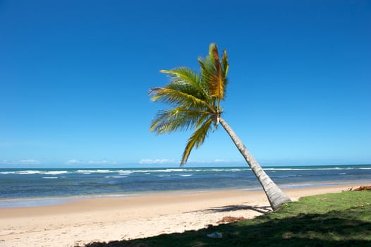 Paradise Brazilian Beach