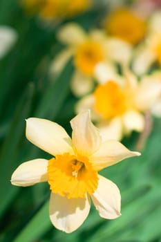 yellow narcissuses