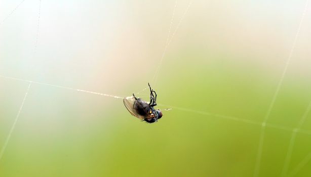 A fly caught in a spider web