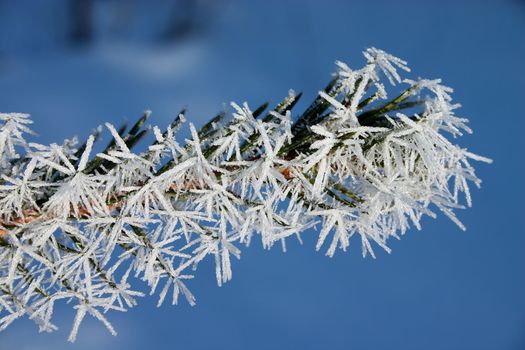 macro picture of fir branch with hoar 