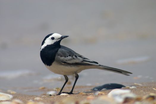 Wagtail bird on the sand on shore