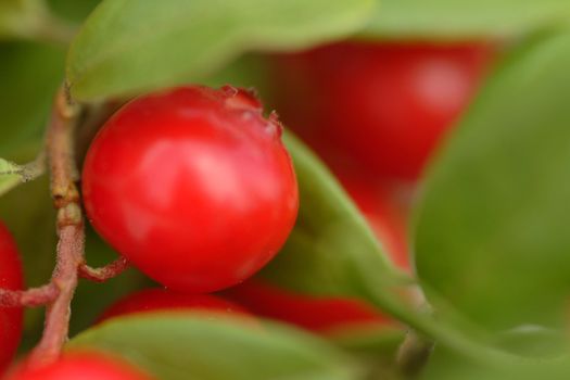 preiselbeere | cranberry