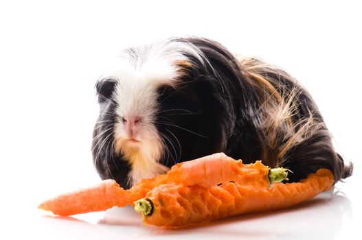 guinea pig with carrot isolated on white background