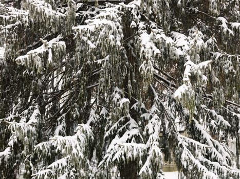 Snowy evergreen tree.
