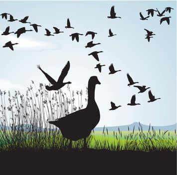 Illustration of wild geese, which are about to migrate
