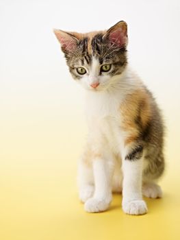 cat on yellow background