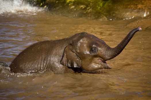 Baby elephant bathing in a lake
