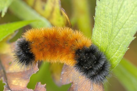 Wooly Bear Caterpillar (Pyrrharctia isabella)