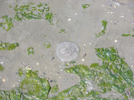 Jellyfish and algae on beach