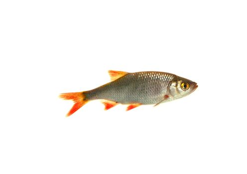  fish roach on white background