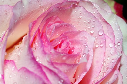 Close up of the pink rose petals with water drop