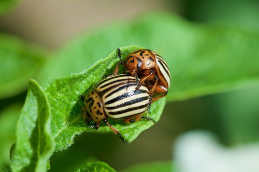 Wreckers of potato - Colorado bugs breed on leaves
