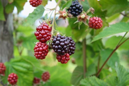 ripe and  unripe  blackberries bunch on a farm