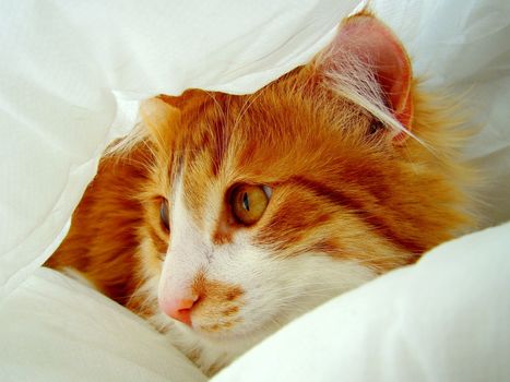 cat between blankets
