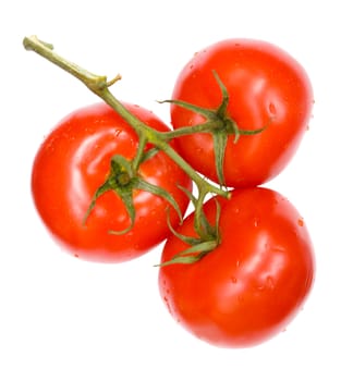 twig of ripe tomatoes