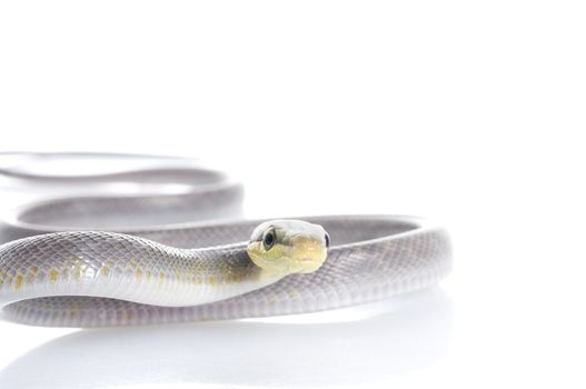 Silver phase Red-tailed Rat Snake