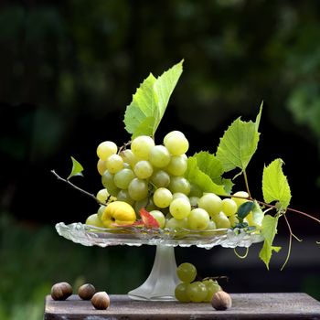 still life with white grapes