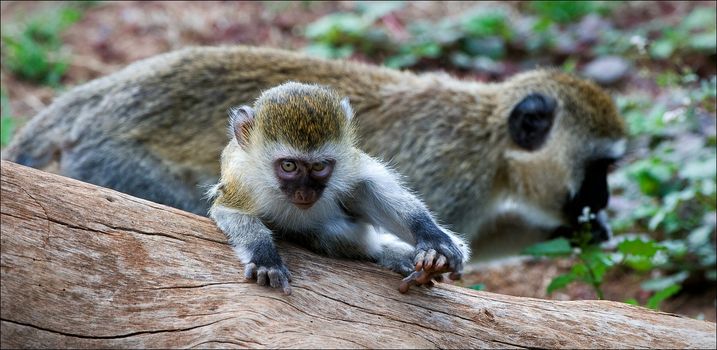 Vervet Monkey (Chlorocebus pygerythrus). The Vervet Monkey (Chlorocebus pygerythrus), sometimes simply known as the Vervet, is an Old World monkey in the family Cercopithecidae which is native to Africa.  