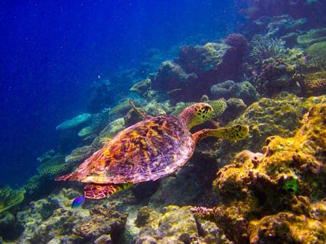 Hawksbill Turtle swiming like flying at Maldives