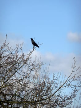 Crow On Branch