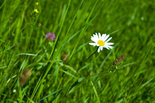 Alpine meadow and camomile