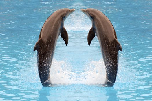 Dolphin twins are jumping in the water. 