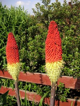 large heads of the red hot poker plant growing in the garden