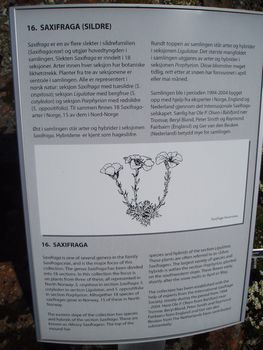 Information about Saxifraga