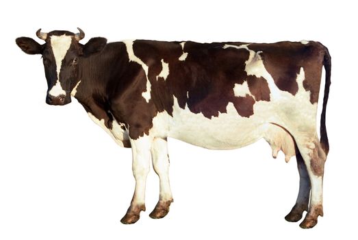 Dairy cow isolated