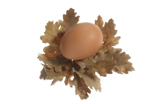 an egg on oak leaves