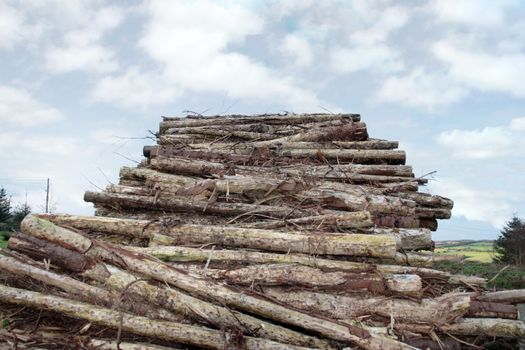 logs piled high