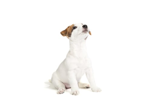 cute jack russell terrier puppy