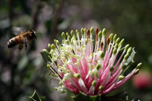 Matchstick Banksia plus Bee