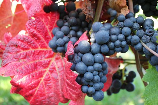 Black grapevine in autumn
