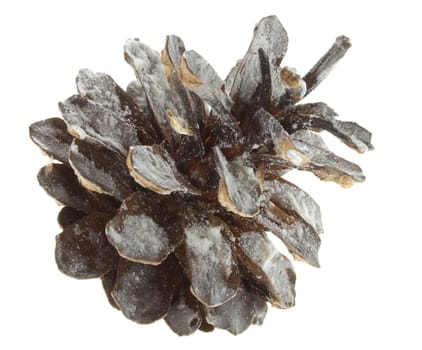 pine cone in snow