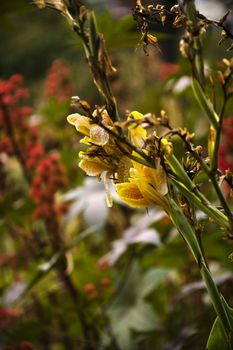 Gladiola flowers