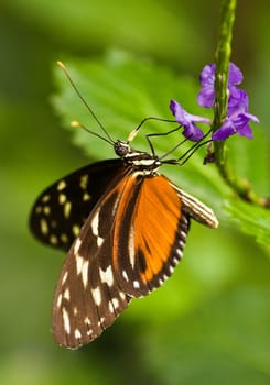 Butterfly-Heleconius charitonius