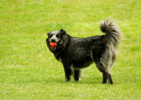 Black dog with ball in its mouth