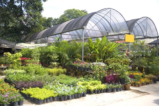 Tropical Plant Nursery