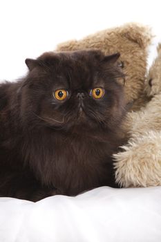 Long haired persian cat