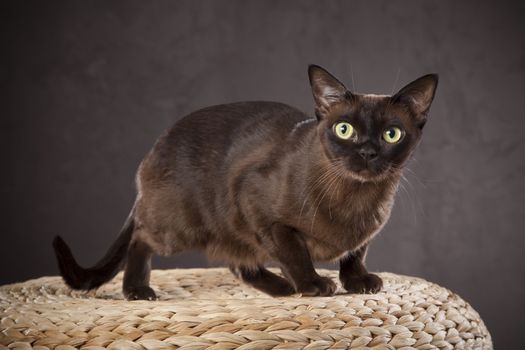 Dark brown cat
