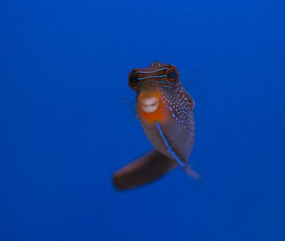 marine aquarium fish tank