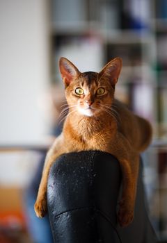 verry cool and wounderful young abyssinian cat photo