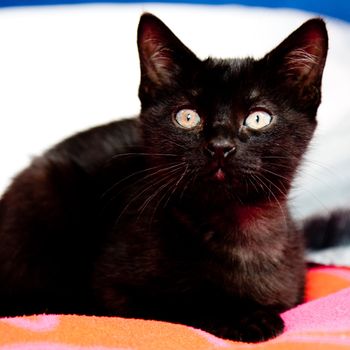 Little black cat lying on a red blanket, head up