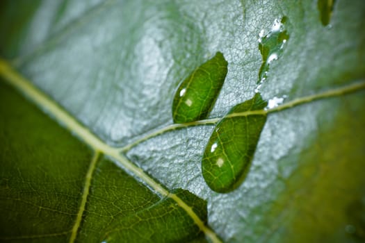 green fresh leaf details macro