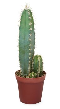 Cacti in pot on white