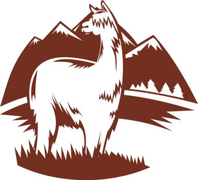 suri alpaca with mountains