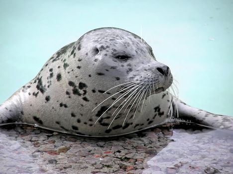 Harp seal close-up looking away