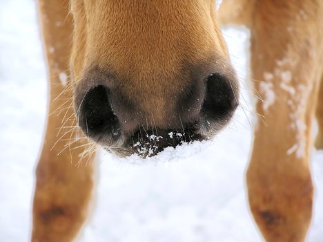 Horse nose in the snow close-up